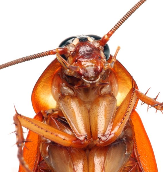 Таракан вблизи