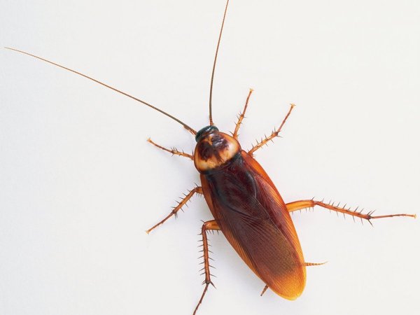 Маленький таракан Прусак