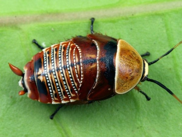 Longipennis таракан