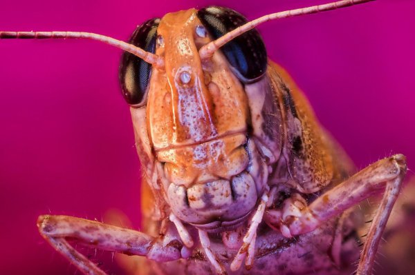 Голова кузнечика