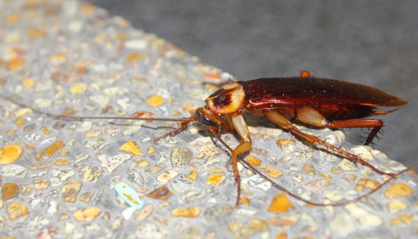 Тропические тараканы семейства Dictyoptera