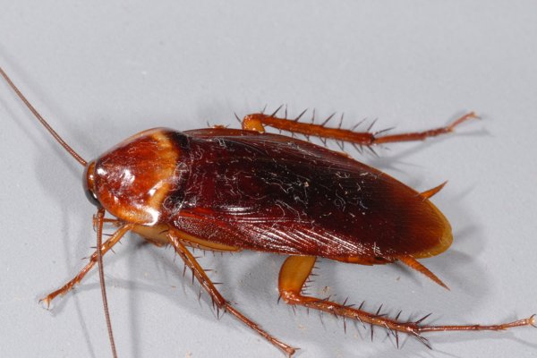 Американский таракан Periplaneta Americana