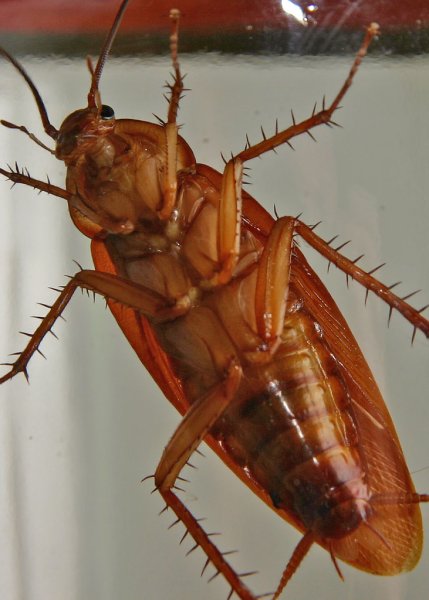 Мадагаскарские тараканы крылатые