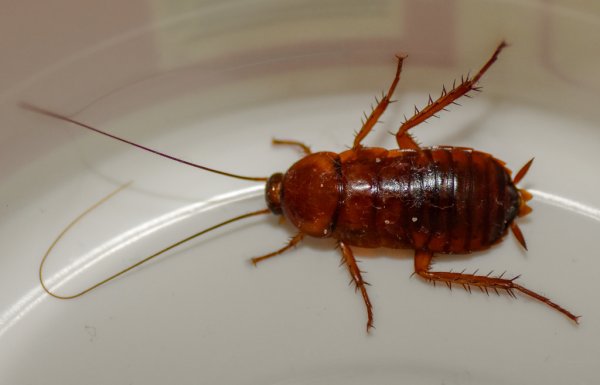 Кухонный таракан