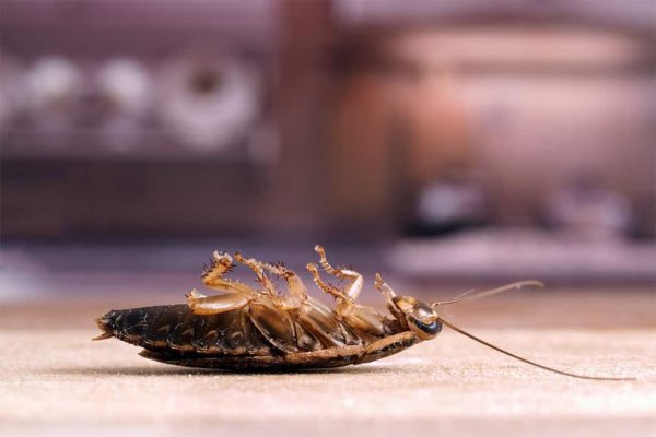 Гигантский таракан мадагаскарский Gromphadorhina