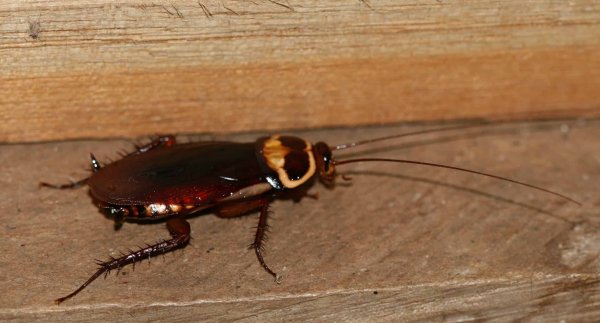 Тараканы прусаки взрослые и детки