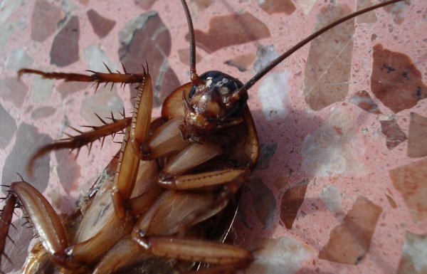 Таракан мадагаскарский