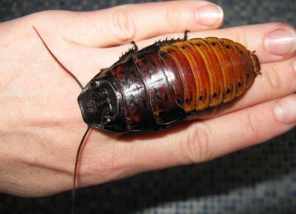 Кухонный таракан