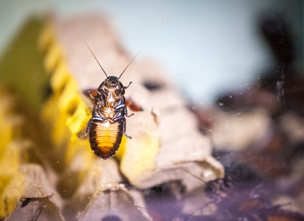 Таракановые Blattodea