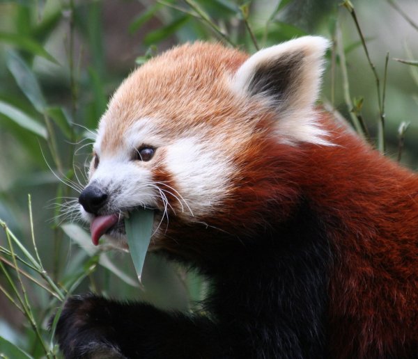 Ailurus Fulgens