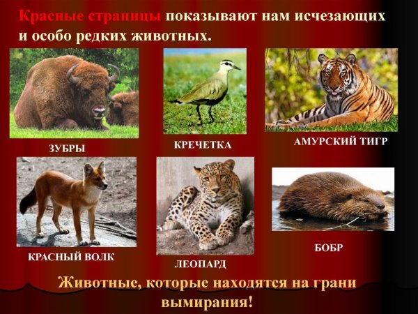Редкие животные из красной книги России