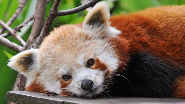 Малая Панда (Ailurus Fulgens