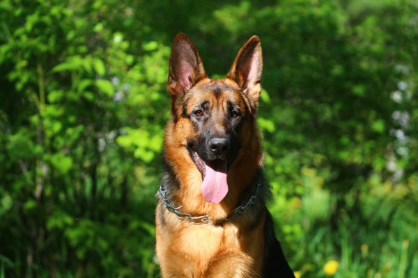 Собака немецкая овчарка