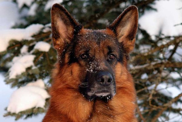 Немецкая овчарка в Германии