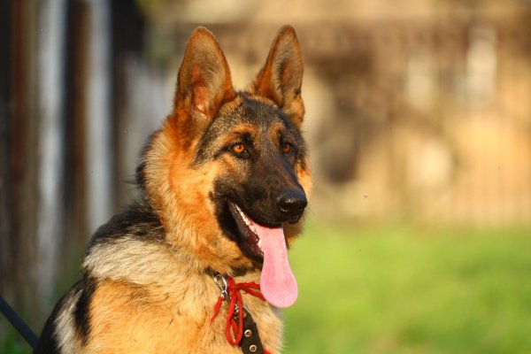 Баварская овчарка Shepherd