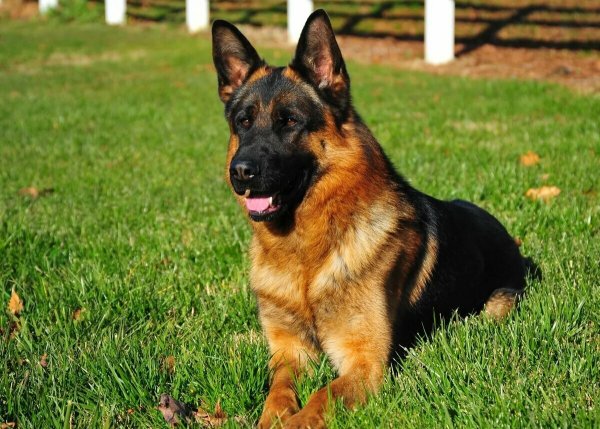 Породы собак немецкая овчарка