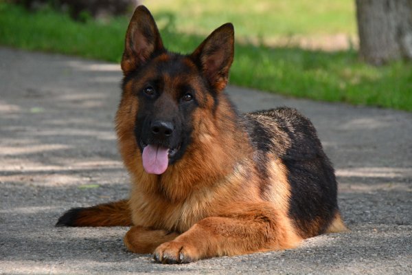 German Shepherd немецкая овчарка