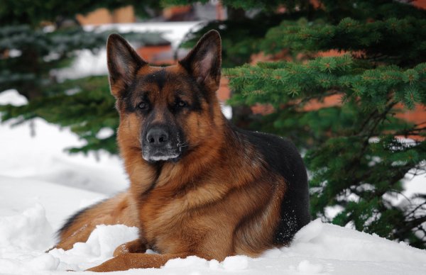 Немецкая овчарка Юрий Белов