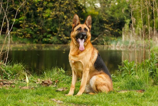 Пёс немецкая овчарка