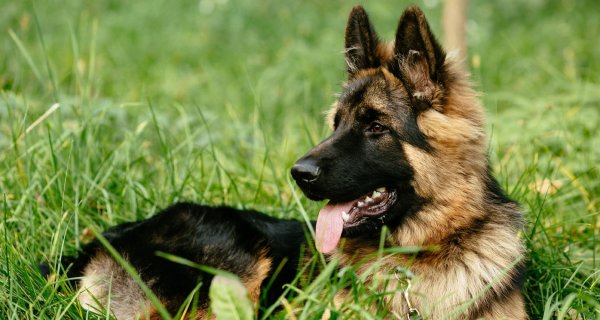 Немецкая овчарка Шеферд