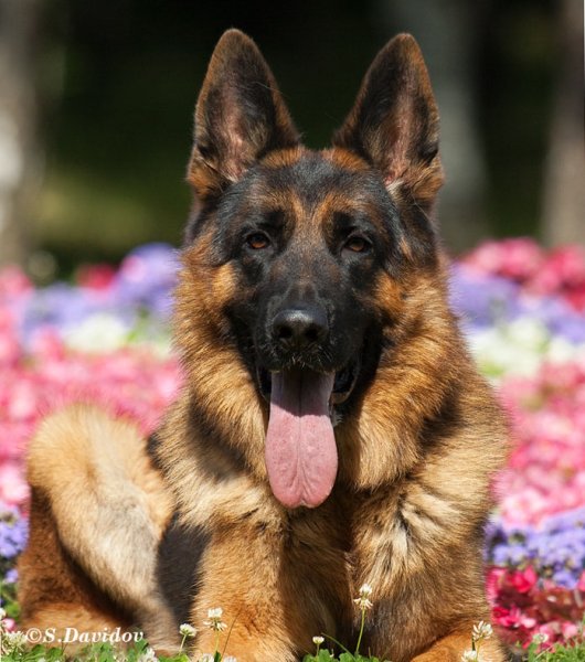 Немецкая овчарка Шепард