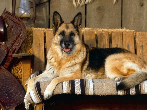 Немецкая овчарка Фрайденрайх