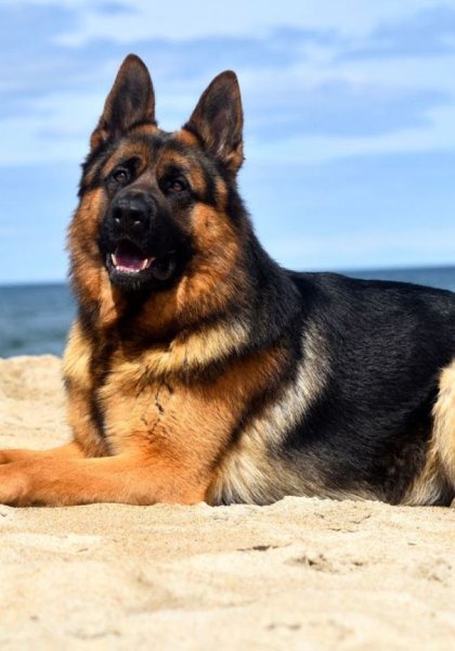 Немецкая овчарка 4