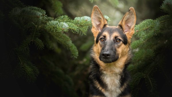 Немецкая овчарка Дагмер