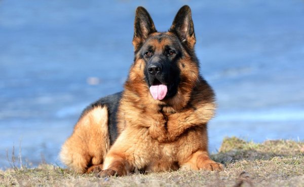 German Shepherd немецкая овчарка