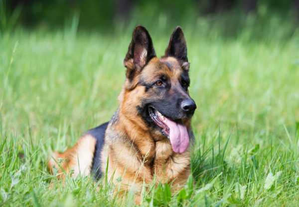 Собачки немецкие овчарки