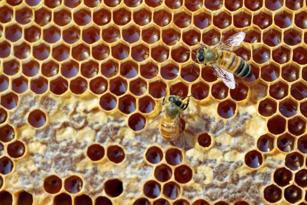 Пчелиное Сото