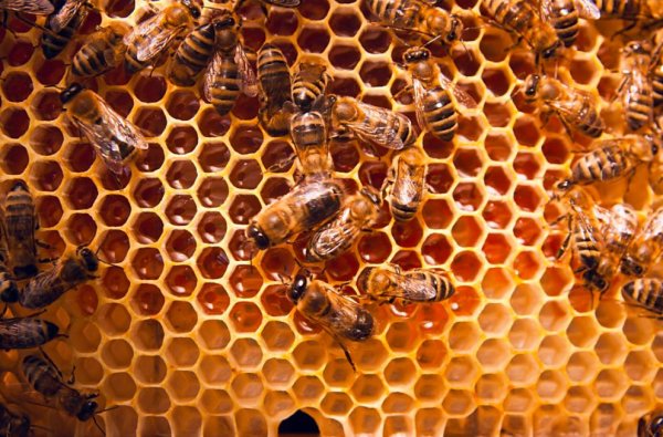 Картинки соты пчелиные (47 фото)