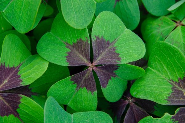 Красный четырехлистный Клевер