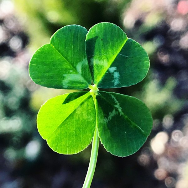 Десятилистный Клевер