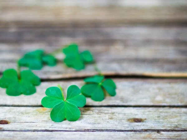 Клевер Луговой четырехлистный