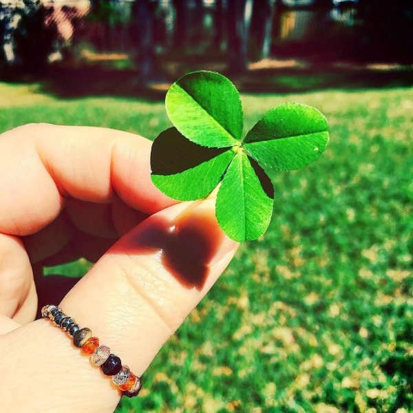 Четырехлистный Клевер Чарльз Джеймс