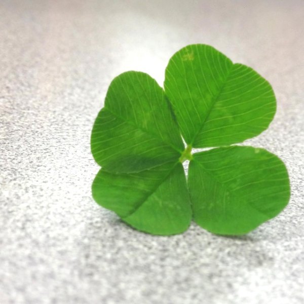 Клевер фото четырёхлистный