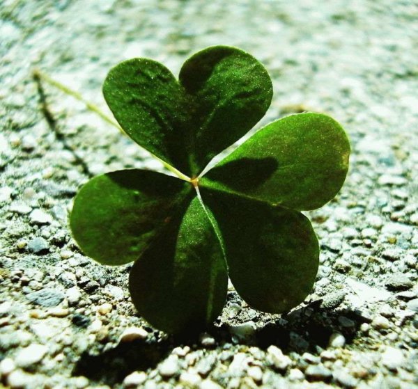 Желтый четырехлистный цветок