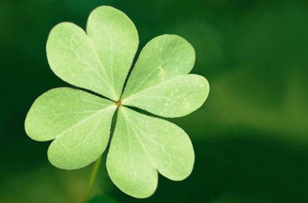 Заламинированный четырехлистный Клевер