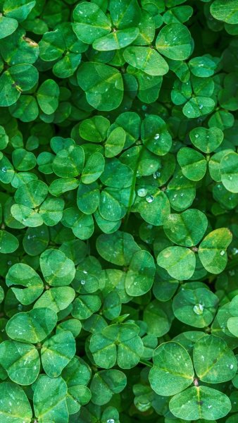 Мельница и Клевер четырехлистный