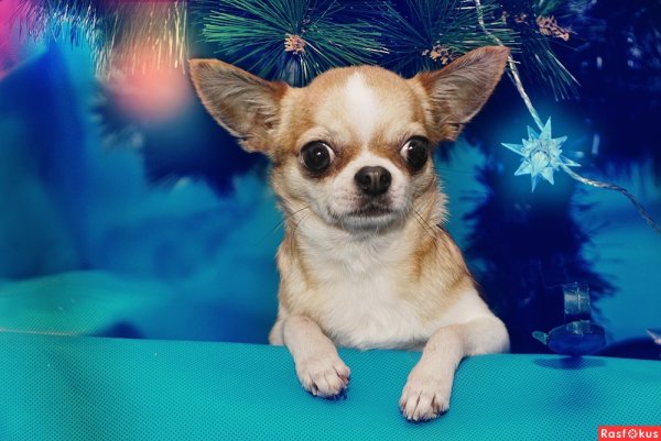 Чихуа Хуа зима