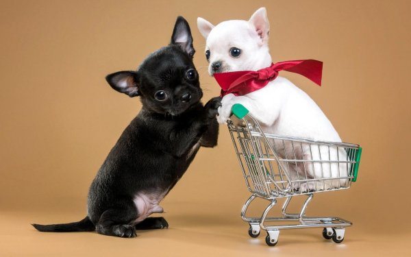 Кутята чихуахуа