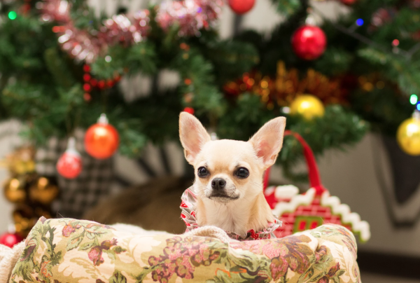 Чихуа и новый год