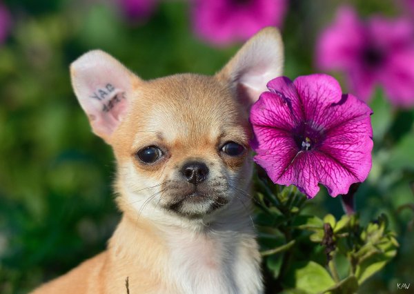 Маленькая собака чихуахуа