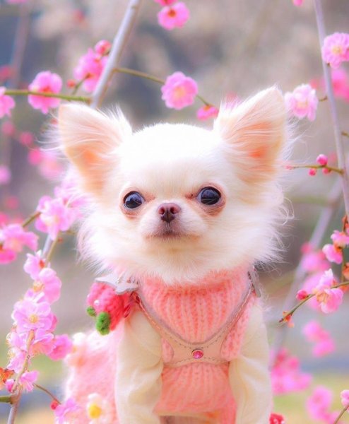 Чихуахуа м̥и̥л̥а̥ш̥к̥а̥