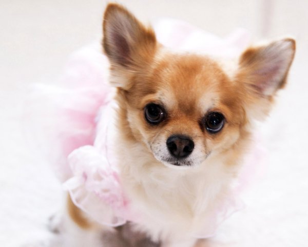 С чихуахуа как красиво сфотографироваться