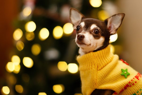 Чихуахуа золотистый