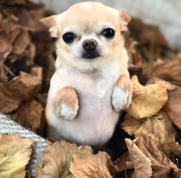 Маленький щеночек чихуахуа