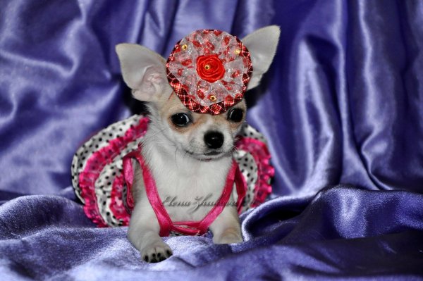 Собачка чихуахуа