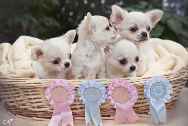 Собака чихуахуа